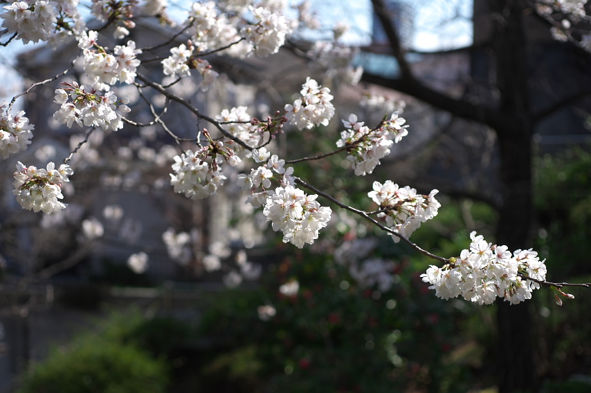 開花したサクラ(桜) - 上野町公園