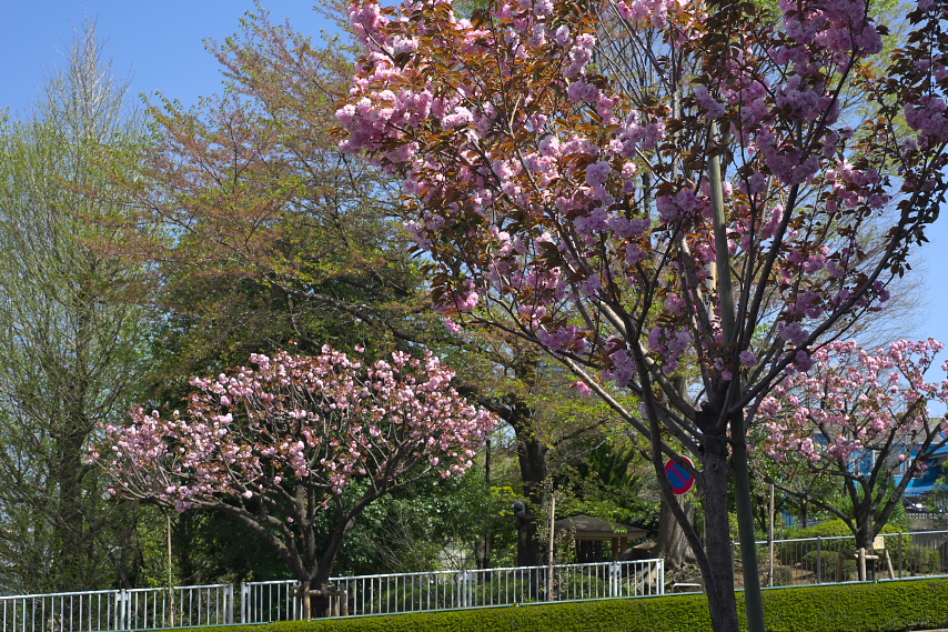 八重桜が咲いた西側歩道- 上野町公園