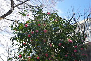 西側の椿と桜 - 上野町公園
