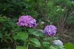 上段のアジサイ(紫陽花) - 上野町公園