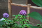 アジサイ(紫陽花)を上から - 上野町公園