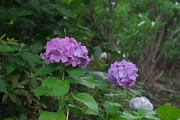 上段のアジサイ(紫陽花) - 上野町公園