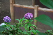 アジサイ(紫陽花)を上から - 上野町公園