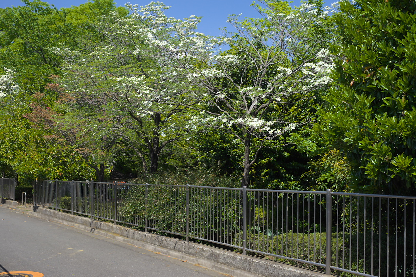 南側のハナミズキ(花水木) - 上野町公園