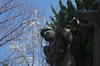 彫刻とコブシ(辛夷) - 上野町公園