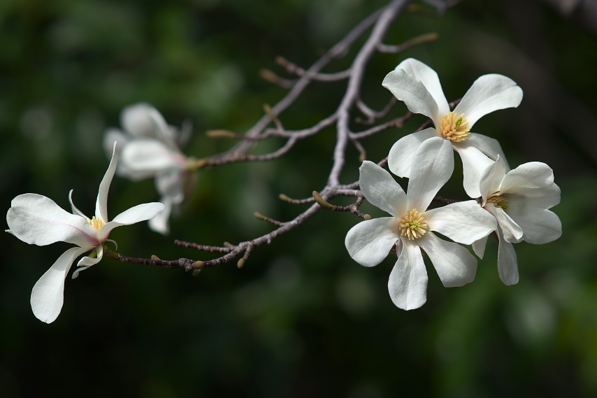 コブシ 辛夷 の花 2 上野町公園 八王子の点景