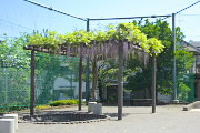 藤棚を西から - 上野町公園