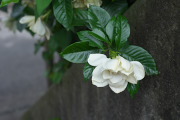 クチナシの花 2 - 上野町公園