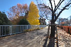 黄紅葉の西側歩道 - 上野町公園