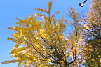 東側の黄葉したイチョウ - 上野町公園