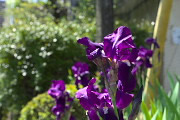 ジャーマンアイリスの花 2 - 上野町公園