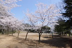 サクラ(桜)が咲く広場 - 万葉公園