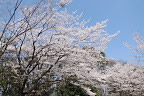 広場のサクラ(桜) - 万葉公園