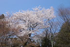 広場の南側の桜の木 - 万葉公園