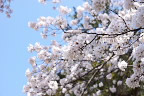 サクラ(桜)の花 - 万葉公園