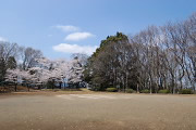 桜が咲く広場を東から - 万葉公園