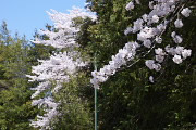 広場の南側の桜 - 万葉公園