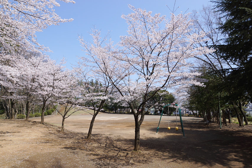 サクラ(桜)が咲く広場 - 万葉公園