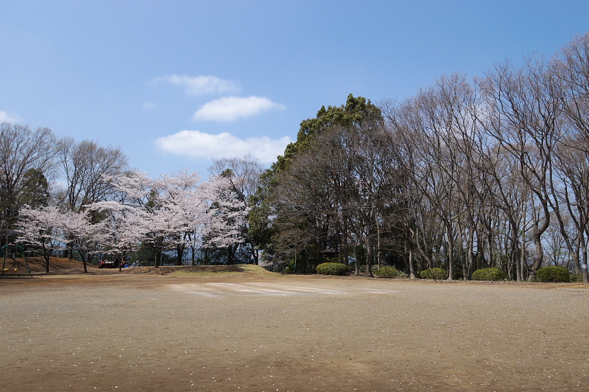 桜が咲く広場を東から - 万葉公園