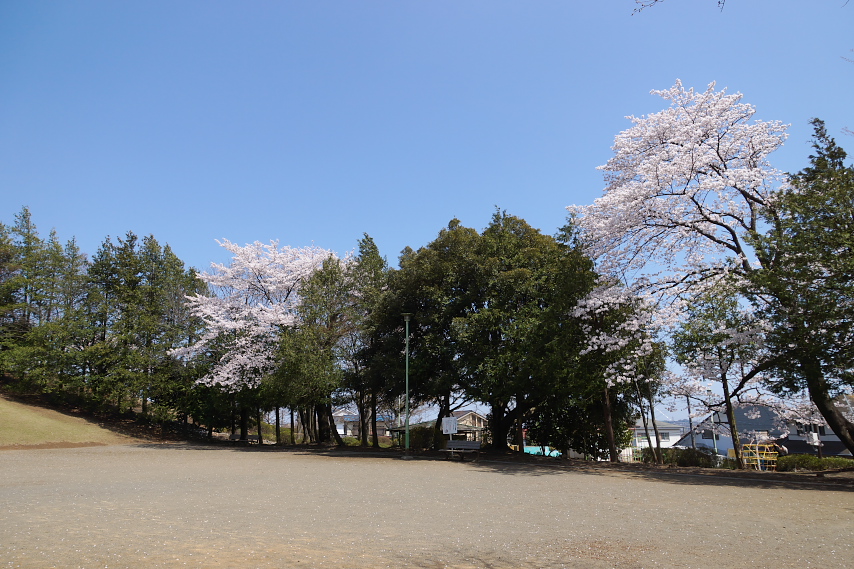 桜が咲く広場の南側 - 万葉公園