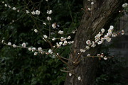花が咲いた梅の枝 - 万葉公園