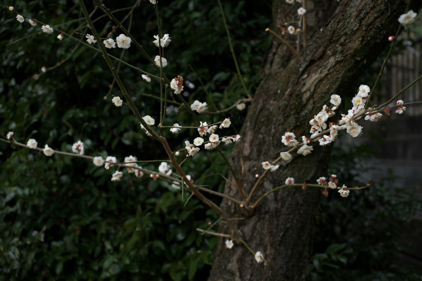 花が咲いた梅の枝 - 万葉公園