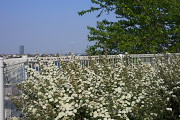 コデマリ(小手毬)の咲く高台 - 万葉公園