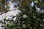 白い八重の椿と桜 - 万葉公園