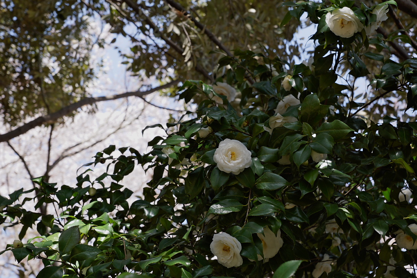 白い八重の椿と桜 - 万葉公園