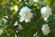 白いサザンカ(山茶花)の花 - 万葉公園