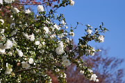 開花が進んだサザンカ - 万葉公園