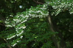 エゴノキ(白花) - 万葉公園