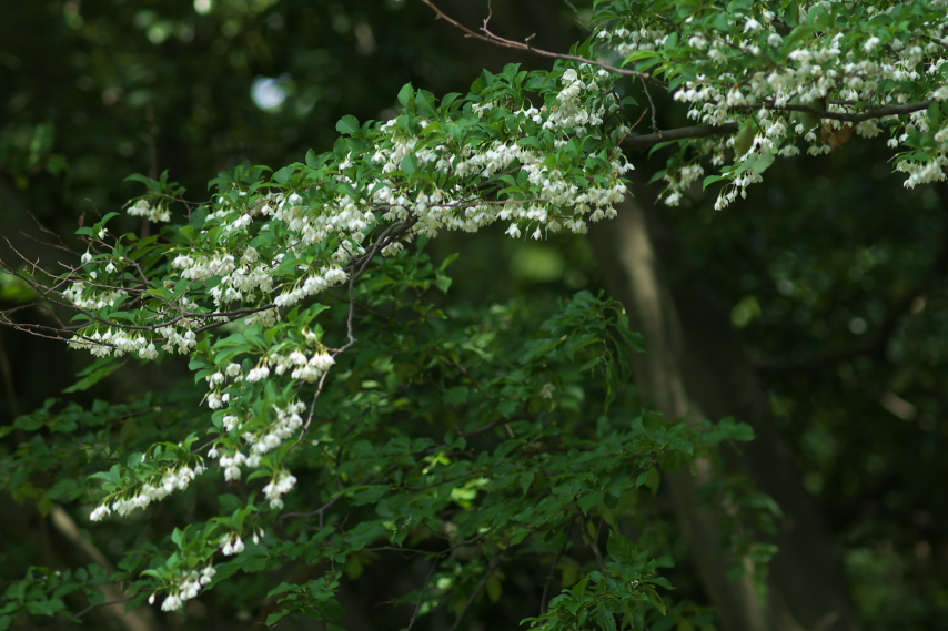 エゴノキ(白花) - 万葉公園