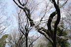 園路沿いの大島桜と染井吉野 - 横川下原公園