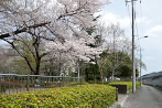 桜が咲く南西角の入口 - 横川下原公園