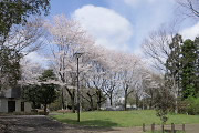 園路沿いの桜並木 - 横川下原公園