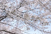 桜(染井吉野)の花 - 横川下原公園
