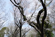 園路沿いの大島桜と染井吉野 - 横川下原公園