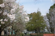 公園西側の桜の花 - 横川下原公園
