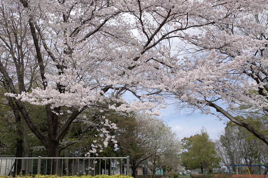 桜が咲いた西側の入口 - 横川下原公園