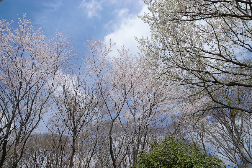大島桜と染井吉野 - 横川下原公園