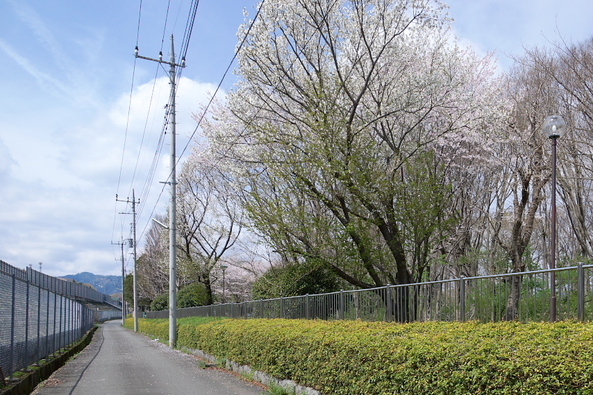 桜が咲いた時、南の通り - 横川下原公園