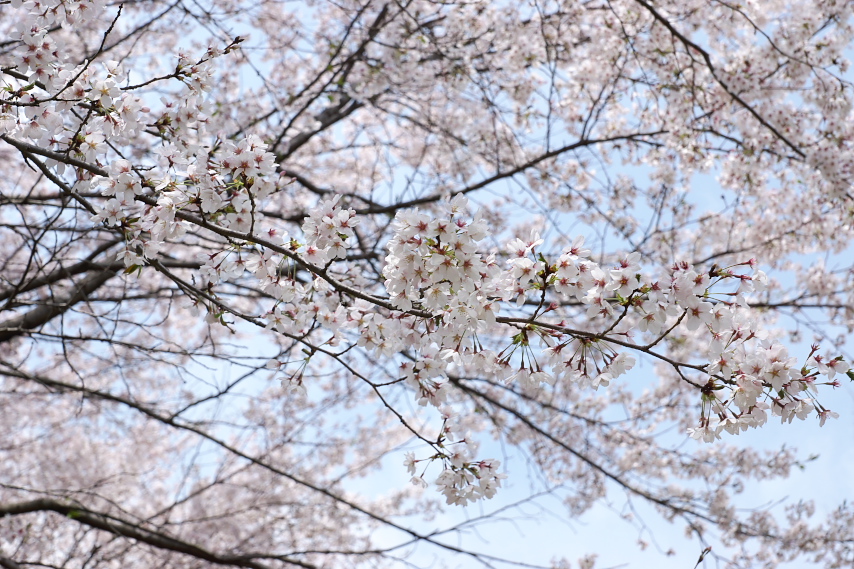 桜(染井吉野)の花 - 横川下原公園
