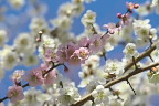 紅白の梅の花 - 横川下原公園