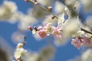 紅白の梅の花 2 - 横川下原公園