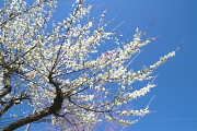 紅白の花の梅の木 - 横川下原公園