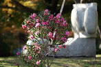 サザンカ(山茶花)と彫刻 - 横川下原公園