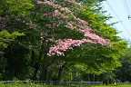 赤いハナミズキが咲く西側 - 横川下原公園