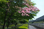 ハナミズキが咲く西側入口付近 - 横川下原公園