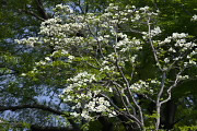 白いハナミズキ(アメリカヤマボウシ) - 横川下原公園
